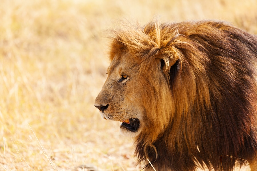 Lion - Safari Holidays